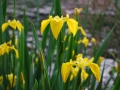 0520