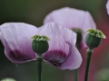 0629